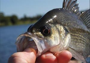 Gippsland bass stockings